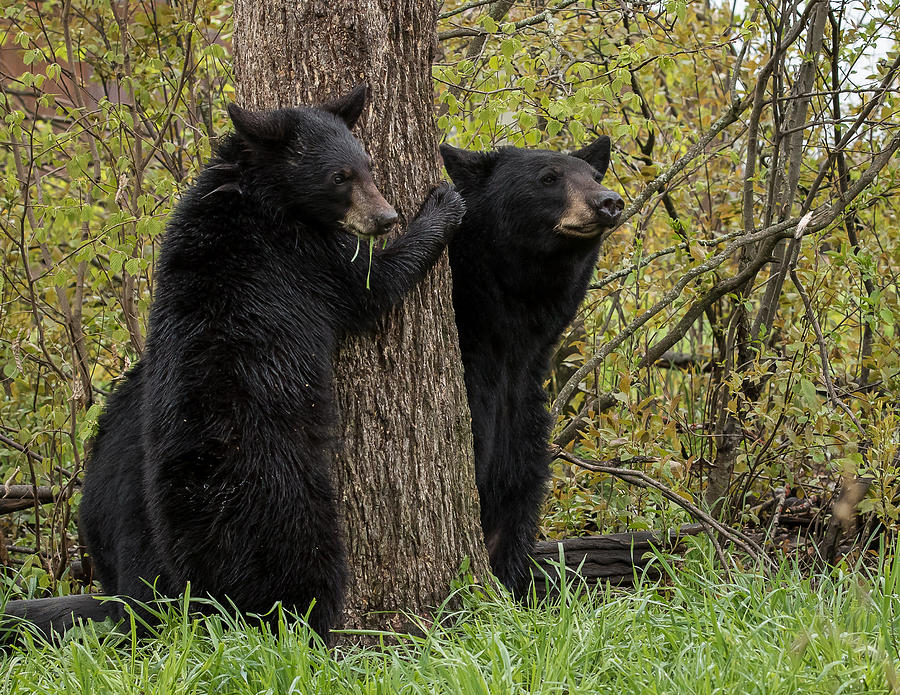 Wondering Bears Photograph by Mary Jo Cox