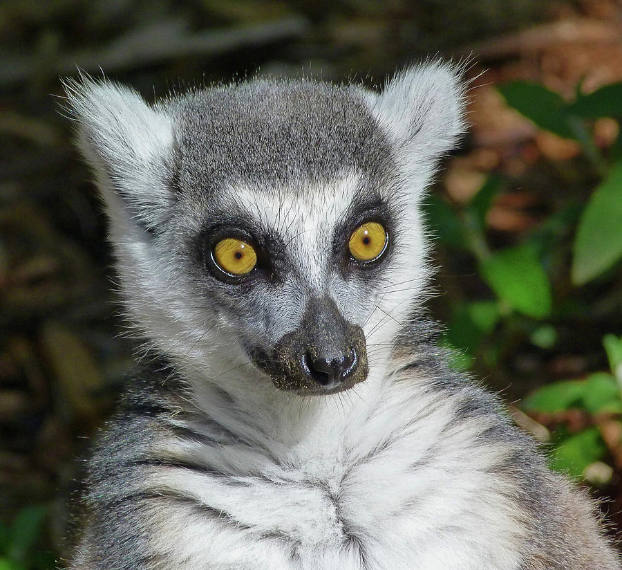 Wondering Ring-tailed Lemur  Photograph by Margaret Saheed