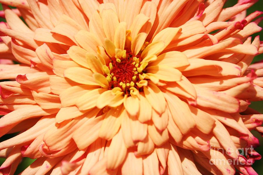 Nature Photograph - Wonderous Zinnia by Maria Young