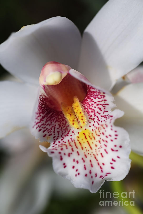 Wonders Of A Orchid Photograph by Joy Watson