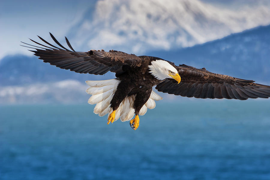 Wonders of Alaska- Bald Eagle  Photograph by Mark Miller