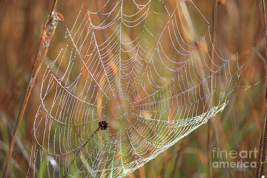Wonders of Nature - Dewdrop Web Photograph by Carol Groenen