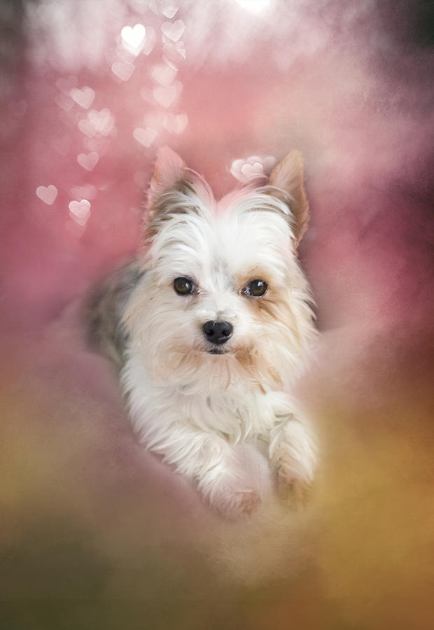 Dog Photograph - Wont You Be My Valentine by Mary Timman