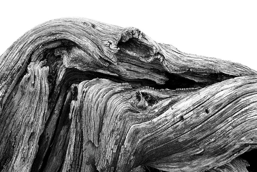 Wood #1256 Photograph by Raymond Magnani