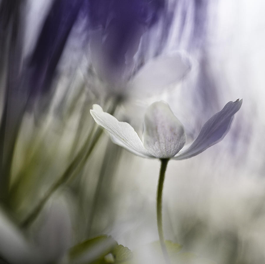 Flower Photograph - Wood anemone abstract by Dirk Ercken
