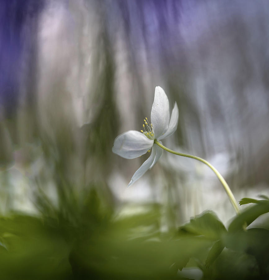 Impressionism Photograph - Wood anemone abstract wild spring flower by Dirk Ercken