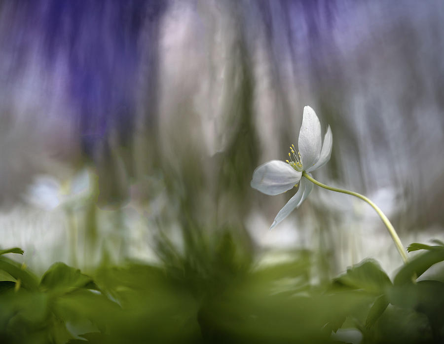 Wood anemone abstract wild spring flowers Photograph by Dirk Ercken