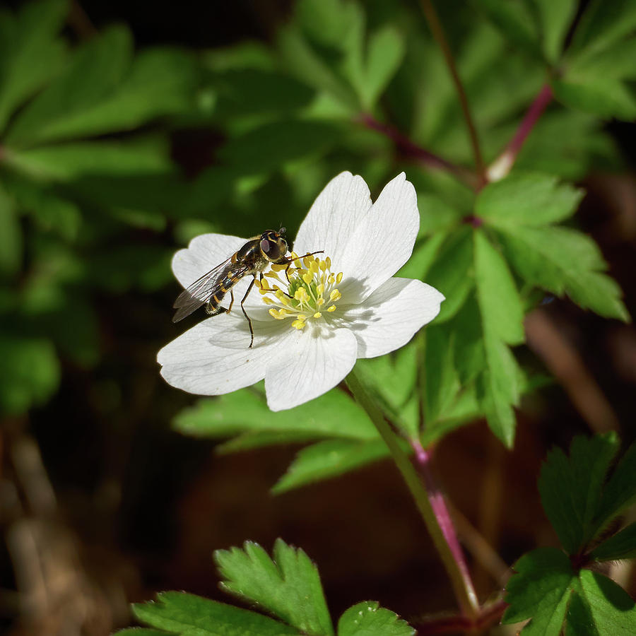 Wood Anemone and a Hoverfly Photograph by Jouko Lehto