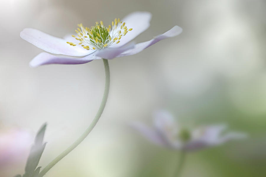 Wood anemone fantasy Photograph by Dirk Ercken