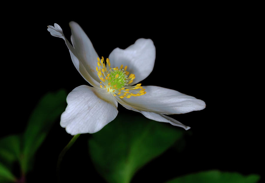 Nature Photograph - Wood Anemone by Roy McPeak