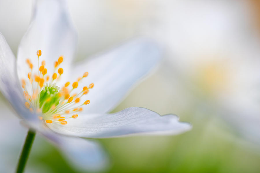 Wood Anemone Spring Flower Detail Photograph by Dirk Ercken