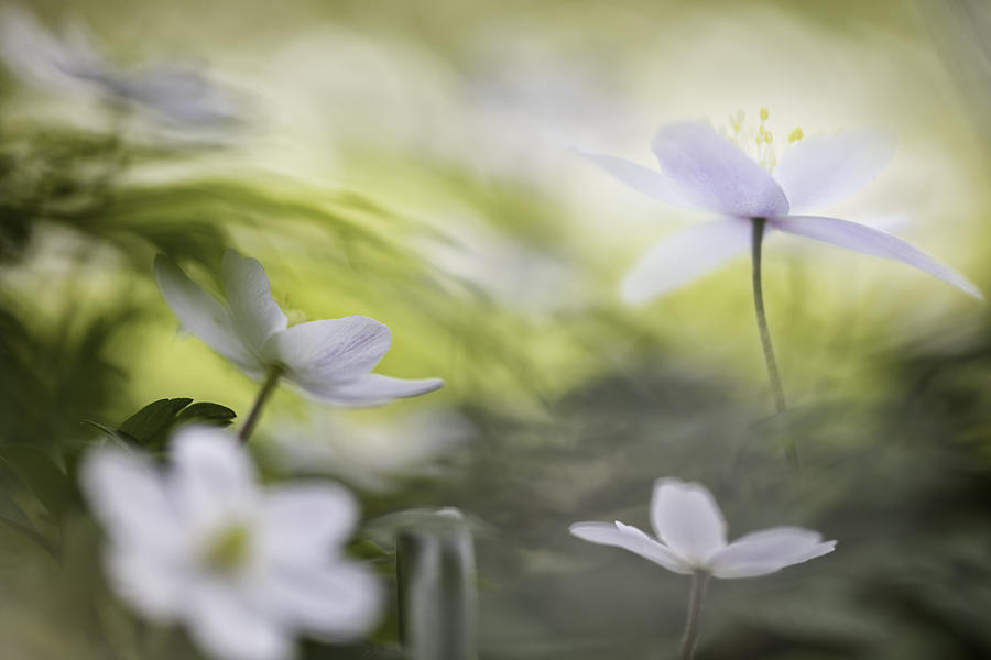 Wood anemone spring flower paradise Photograph by Dirk Ercken