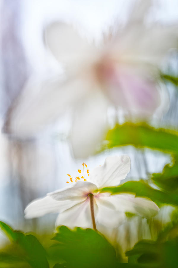 Abstract Photograph - Wood anemone spring wild flower abstract by Dirk Ercken