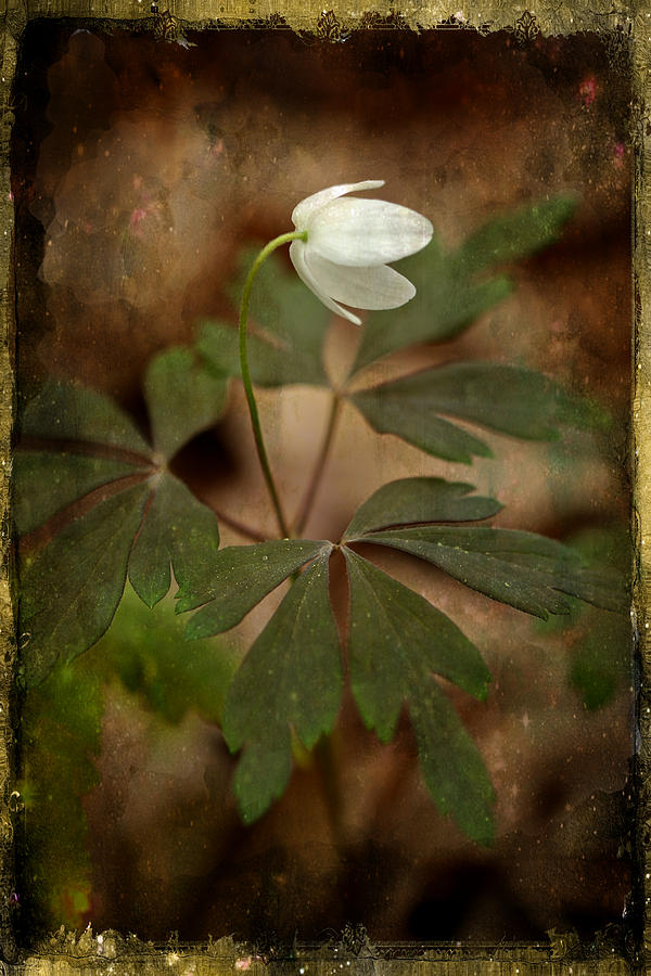 Wood Anemone - Springtime Wildflower Photograph by Carol Senske