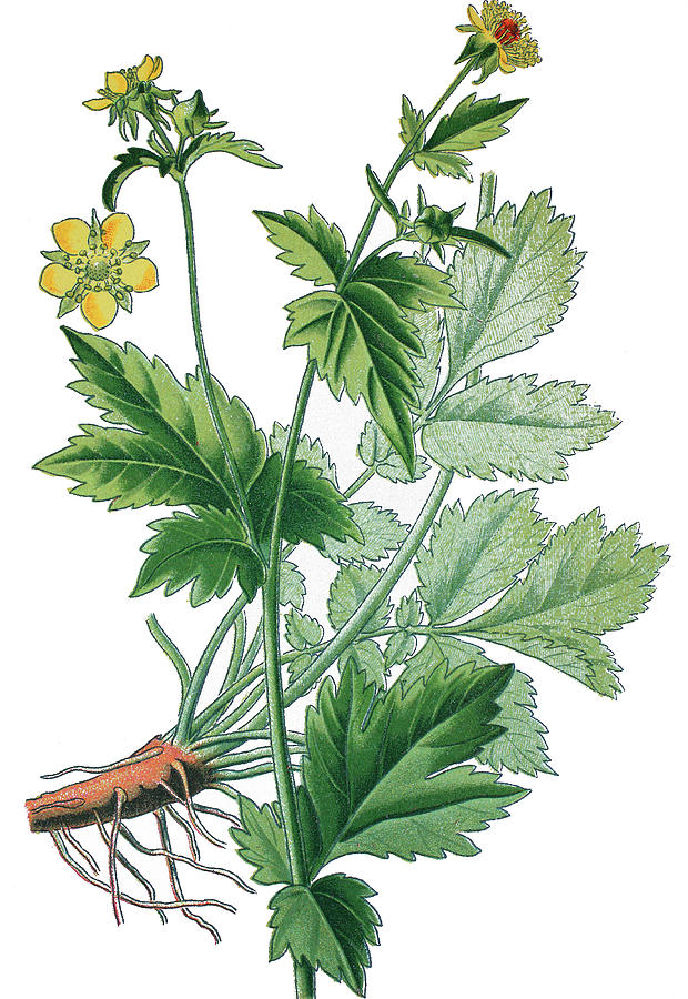 wood avens, herb Bennet, colewort and St. Benedict's herb, Geum Drawing ...