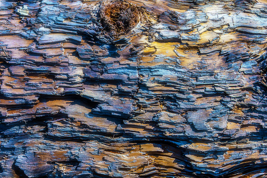 Wood Bark Texture Photograph by Garry Gay