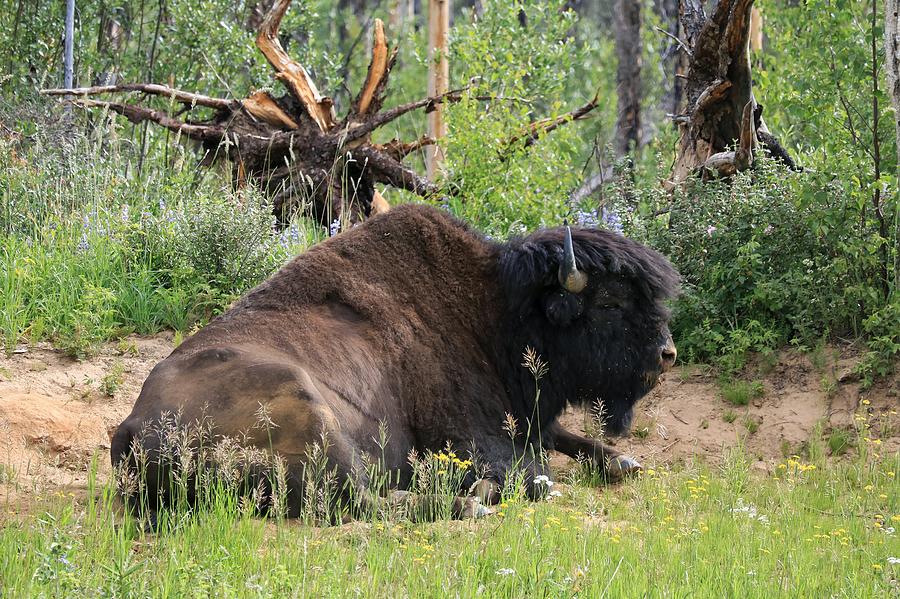 Wood bison Photograph by Ross Kestin