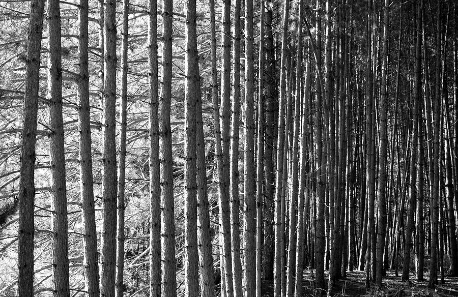 Wood Contrast  Photograph by Valentino Visentini