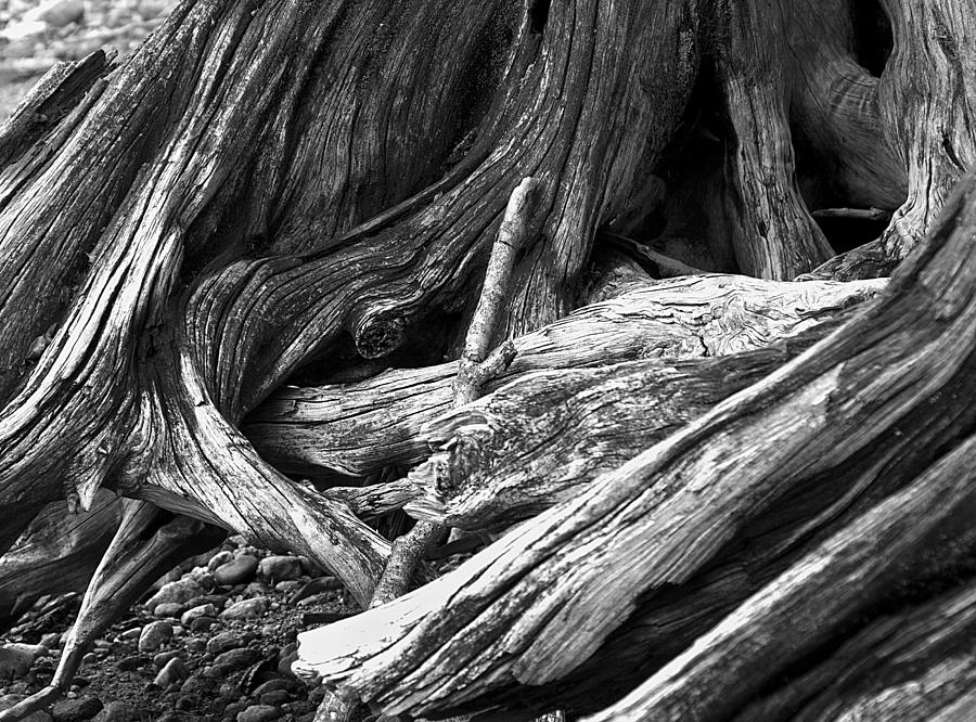 Wood Photograph by David Pratt