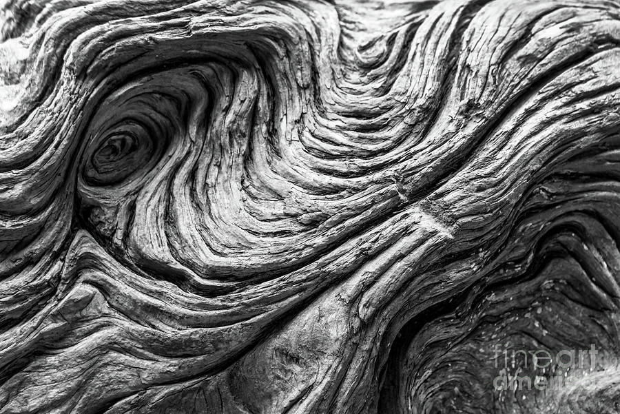 Nature Photograph - Wood detail by Delphimages Photo Creations