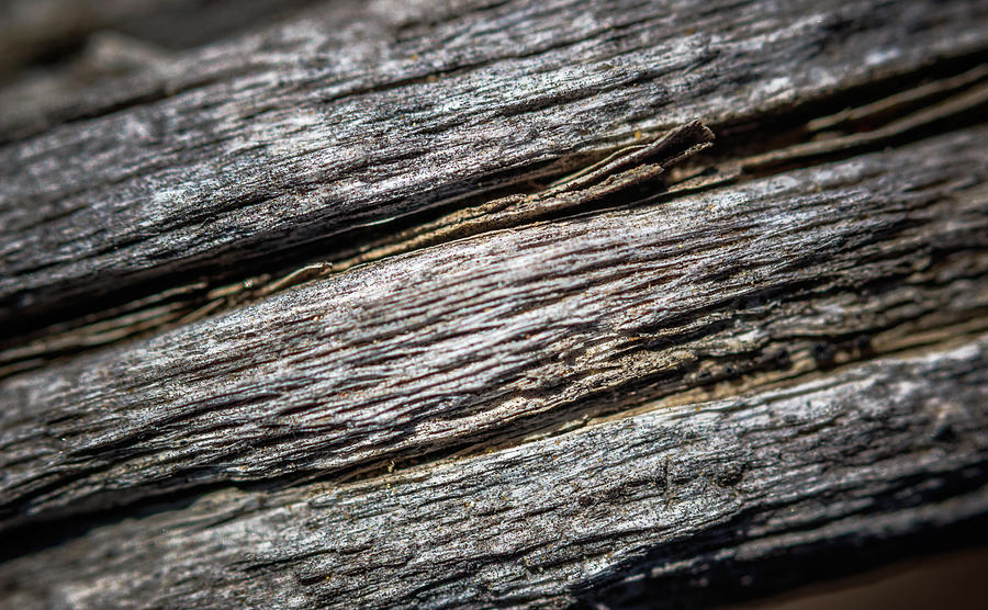 Wood Detail Macro Lake Skinner California Photograph by Adam Rainoff