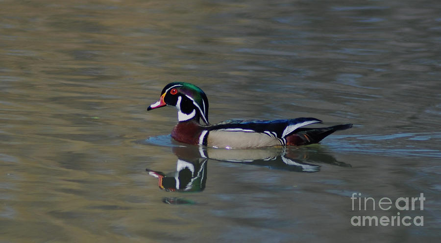 Wood Duck - Male Photograph by Ronald Grogan