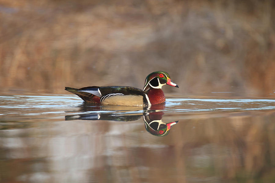 Wood Duck 1 Photograph by Brook Burling