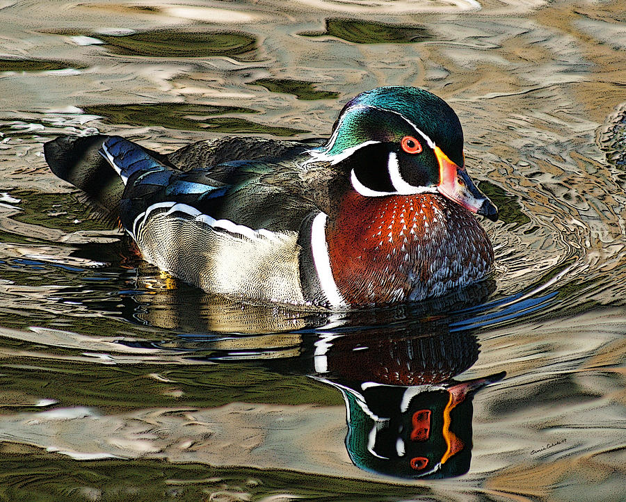 Animal Photograph - Wood Duck 1 by Ernest Echols