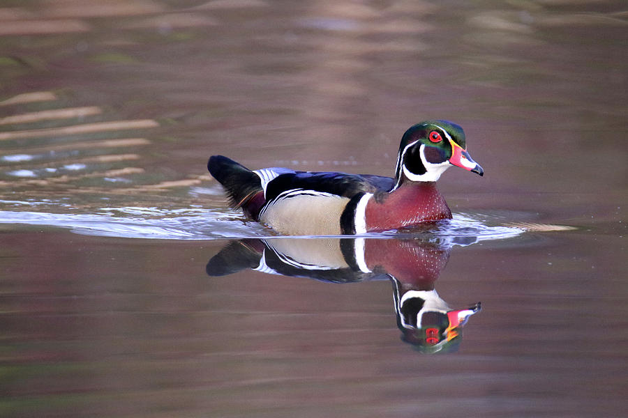 Wood Duck 11 Photograph by Brook Burling