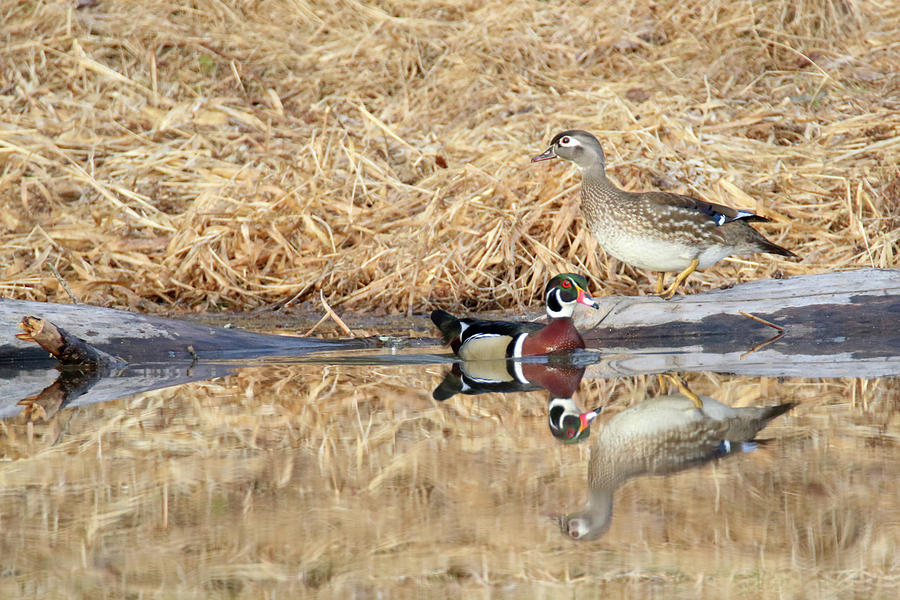 Wood Duck 12 Photograph by Brook Burling