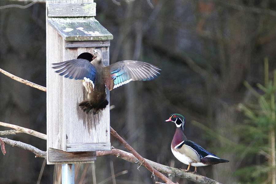 Wood Duck 13 Photograph by Brook Burling