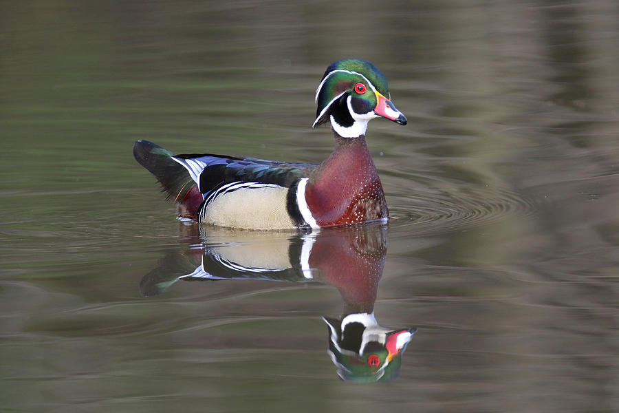 Wood Duck 14 Photograph by Brook Burling