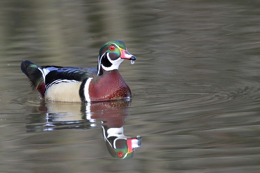 Wood Duck 15 Photograph by Brook Burling
