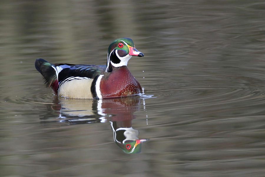 Wood Duck 16 Photograph by Brook Burling