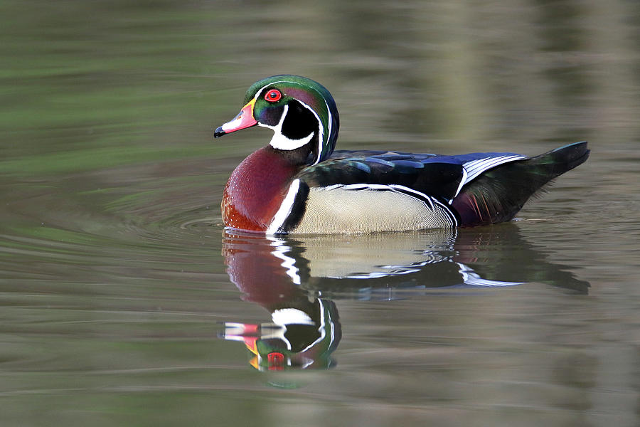 Wood Duck 17 Photograph by Brook Burling