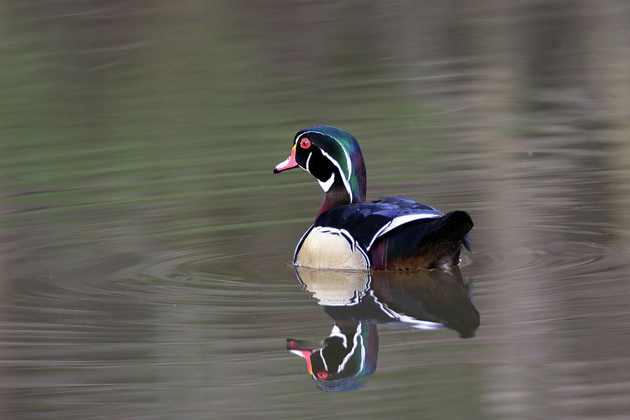 Wood Duck 18 Photograph by Brook Burling