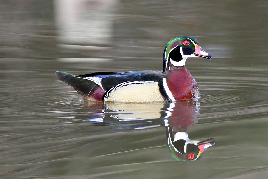 Wood Duck 19 Photograph by Brook Burling