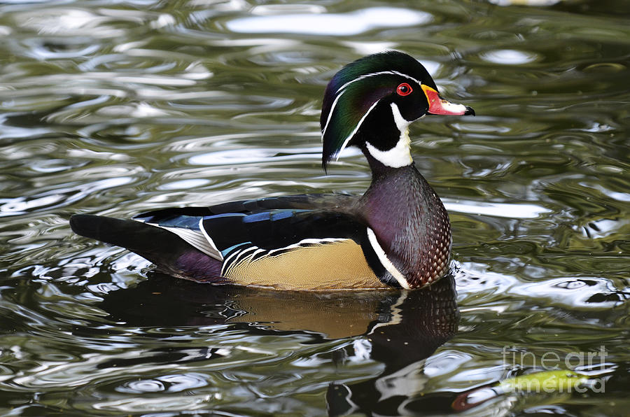 Wood Duck 2 Photograph by Bob Christopher