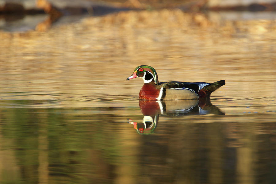 Wood Duck 2 Photograph by Brook Burling