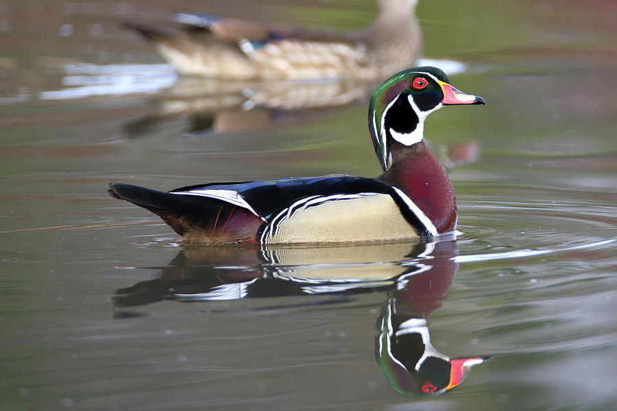 Wood Duck 20 Photograph by Brook Burling