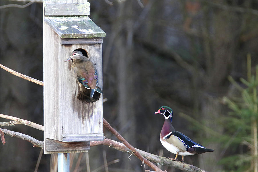 Wood Duck 21 Photograph by Brook Burling