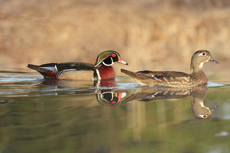 Wood Duck 22 Photograph by Brook Burling