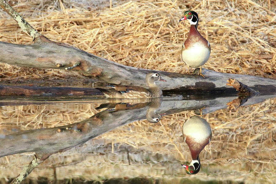 Wood Duck 23 Photograph by Brook Burling