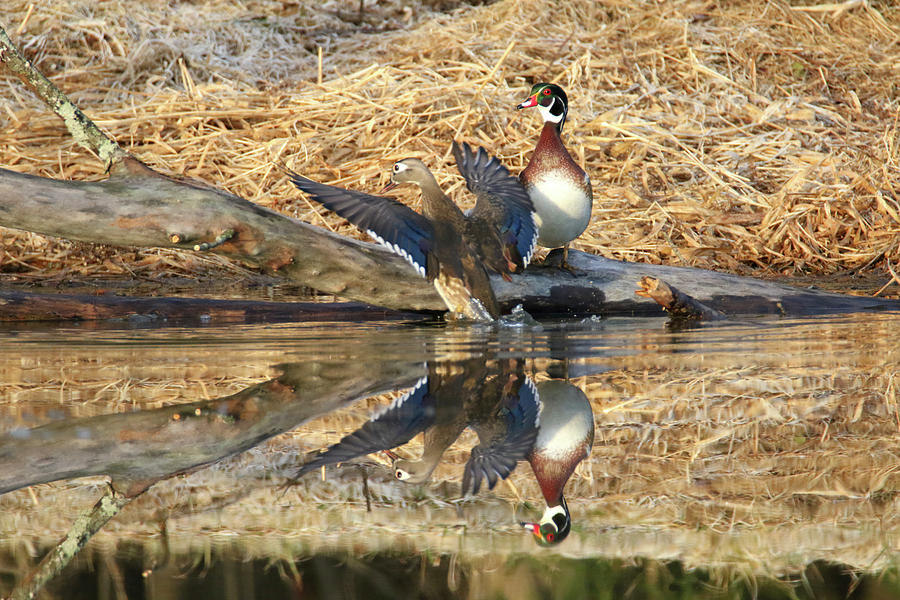 Wood Duck 24 Photograph by Brook Burling