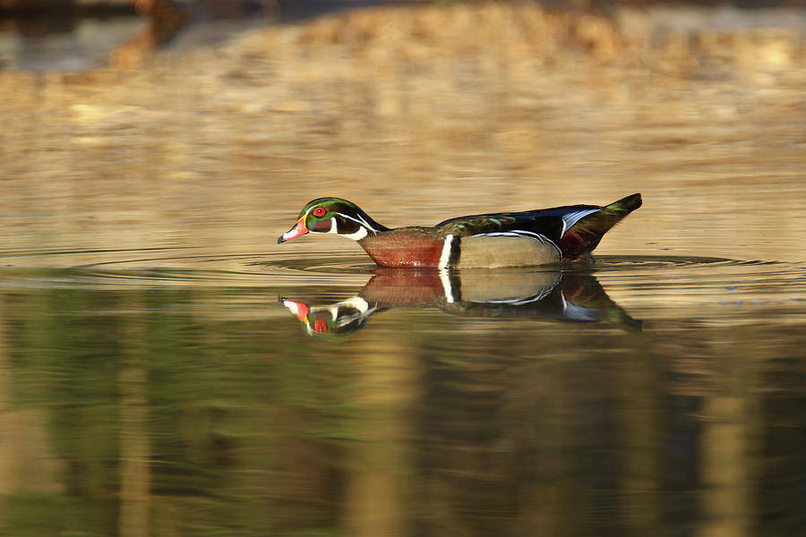 Wood Duck 3 Photograph by Brook Burling