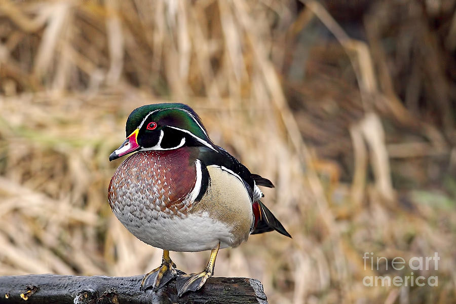 Duck Photograph - Wood Duck 3 by Sharon Talson