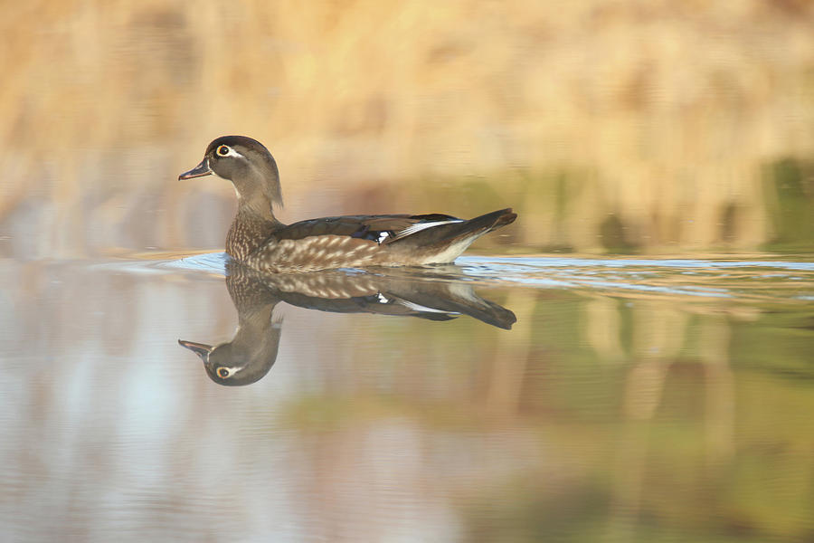 Wood Duck 4 Photograph by Brook Burling