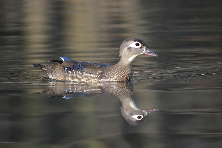 Wood Duck 5 Photograph by Brook Burling