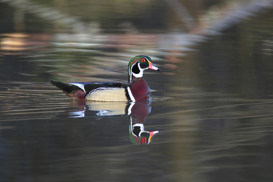 Wood Duck 6 Photograph by Brook Burling
