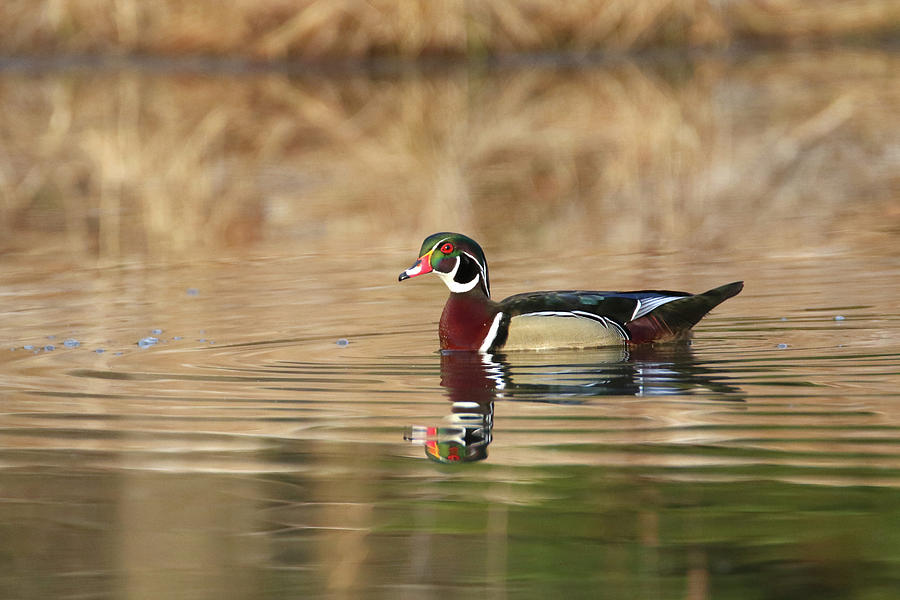 Wood Duck 7 Photograph by Brook Burling